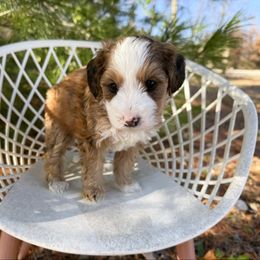 Clover Sable Multigen - Sable female Bernedoodle puppy in Wamego, Kansas from Doodles of Oz