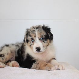 Dayne - Blue merle male Australian Shepherd puppy in Honey Brook, Pennsylvania from New Adventures Puppies