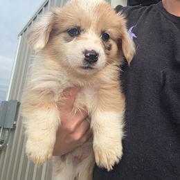 Girl 1 - Red merle and white female American Corgi puppy in Odessa, Missouri from LOYAL T K9's CORGIS