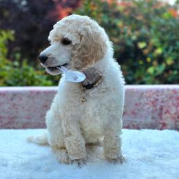 Squash - White female Poodle puppy in Springfield, Oregon from Valaurah Farms
