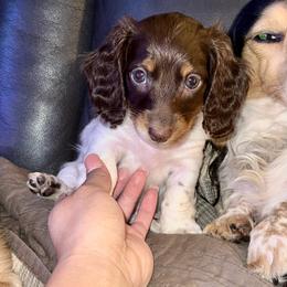 Sokka - Piebald male Dachshund puppy in Ceres, California from Rockin' M’s LilBitty Dachshunds (LBD)