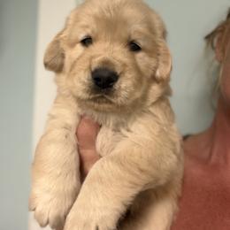 Ernest - Golden male Golden Retriever puppy in Saint Pauls, North Carolina from Copperfield’s Goldens