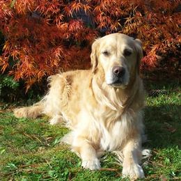 Golden Retrievers from Pumpkin Harbor Goldens