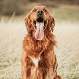 Murphy - Golden Retriever