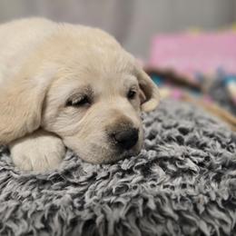 Yellow Female 2 - Yellow female Labrador Retriever puppy in Conway, Missouri from Patton's Triple Pine Farm