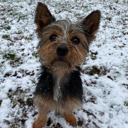 Chihuahuas from Cloudshadow Kennels