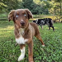 Rusty - Red tri-color male Australian Shepherd puppy in Albertville, Alabama from Salt Creek Aussies