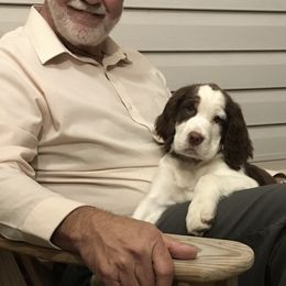 English Springer Spaniel Puppies from River’s Edge ~ English Springer Spaniels