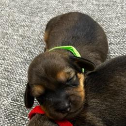 Boy 1 - Sable male Dachshund puppy in Miami, Florida from Marble Dachshunds