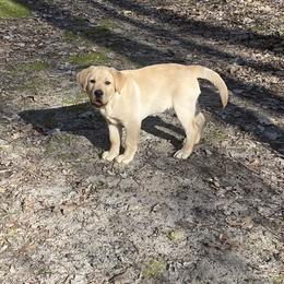 Labrador Retriever Puppies from Bad River Labradors
