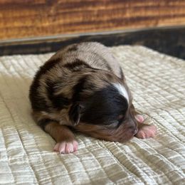 Girl 3 - Red merle female Toy Australian Shepherd puppy in Sulphur, Louisiana from Triple J Aussies and Corgis