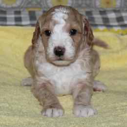 Patagonia - Cream male Goldendoodle puppy in Carnesville, Georgia from Mustard Seed Ranch Goldendoodles