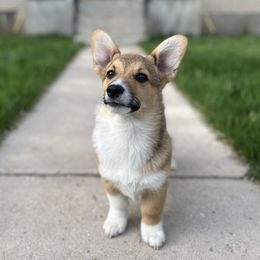 Maxxis - Pembroke Welsh Corgi
