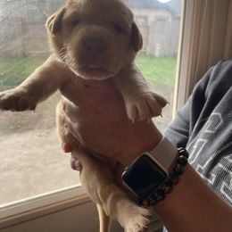 Dilute Retriever and Labrador Retriever Puppies from Moran’s Lab’s