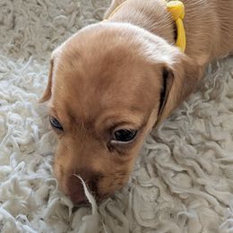 Elia - Red female Dachshund puppy in Blanchard, Oklahoma from Dusty Road Doxies