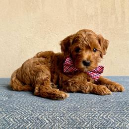 Jackson (yellow) - Red  male Goldendoodle puppy in St. George, Utah from Dashing Doodle Pups