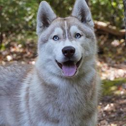 Gwendolyn - Siberian Husky