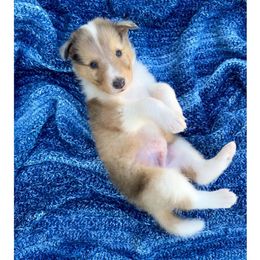 Steamboat Willie - Sable merle and white male Collie puppy in St Augustine, Florida from Saltwater Collies LLC