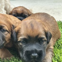 Soft Coated Wheaten Terrier Puppies from Swheatie Life