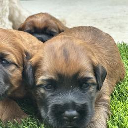 Soft Coated Wheaten Terrier Puppies from Swheatie Life