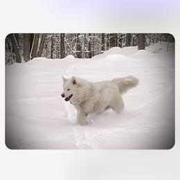 Shiloh Shepherd Puppies from Smokeshow Shilohs and Shepherds