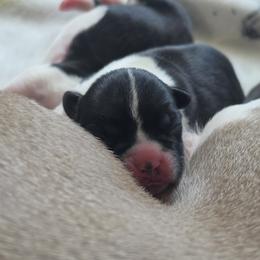 Boston Terrier Puppies from Bostons of Central Washington