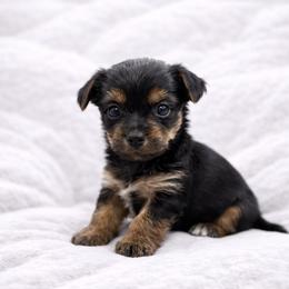 Juniper - Black and tan female Yorkshire Terrier puppy in Iron Mountain, Michigan from Celestial Family Terriers (Yooper Yorkies)