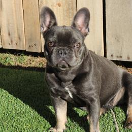 Nova - French Bulldog