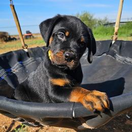 Boy 2 - Black and mahogany male Rottweiler puppy in Merkel, Texas from Stolz Rottweilers von Raiden