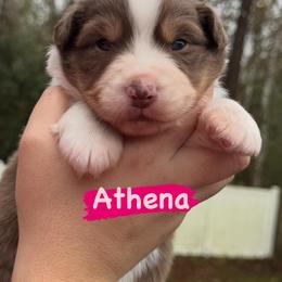 Athena - Red tri-color female Australian Shepherd puppy in Jacksonville, Florida from Solace Australian Shepherds