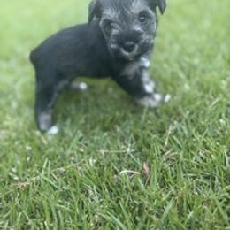 Miniature Schnauzer Puppies from Rebecca LeBoeuf