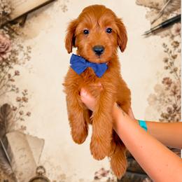 Chapter - Red  male Goldendoodle puppy in Norcross, Georgia from Teddy Puppies