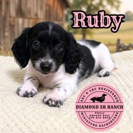 RUBY - Piebald female Dachshund puppy in Columbia, Louisiana from Diamond 5R Ranch AKC & CKC Miniature Dachshunds