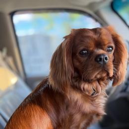 Charming Charlie - Ruby male Cavalier King Charles Spaniel puppy in Jersey Shore, Pennsylvania from FairHawk Downs