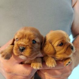 Cavalier King Charles Spaniel Puppies from Dawn Miner's Cavalier King Charles Spaniels