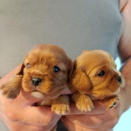 Cavalier King Charles Spaniel Puppies from Dawn Miner's Cavalier King Charles Spaniels