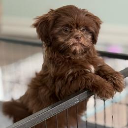 Cannon - Chocolate male Shih Tzu puppy in Stafford, Virginia from Bayview Pups