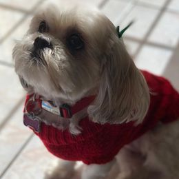 Shih Tzus from Crystal's Shih Tzus