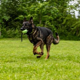 Cadet - German Shepherd