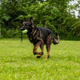 Cadet - German Shepherd