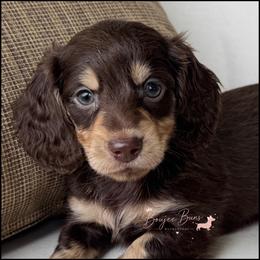 Athos - Chocolate and tan male Dachshund puppy in Bentonville, Arkansas from Boujee Buns Dachshunds