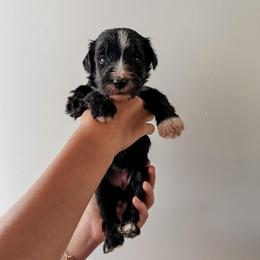 Fawn - Black female Sheepadoodle puppy in Wabash, Indiana from DOODCompany