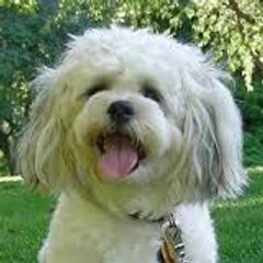 Shichons from Loving Paws Teddy Bear Patch