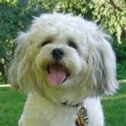 Shichons from Loving Paws Teddy Bear Patch