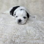 Mary Ann - Black and white female Shichon puppy in Ronda, North Carolina from Willow River