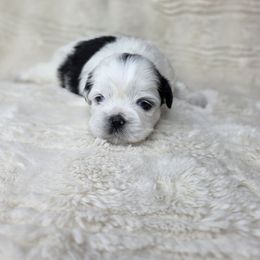 Mary Ann - Black and white female Shichon puppy in Ronda, North Carolina from Willow River