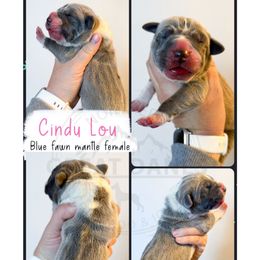 Cindy Lou - Mantle female Great Dane puppy in Sac City, Iowa from Northern Great Danes of Colorado & Iowa