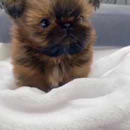 Wilson - Red male Shih Tzu puppy in Jacksonville, Florida from Fancy Garden Shih Tzu