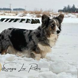 Luna - Cardigan Welsh Corgi
