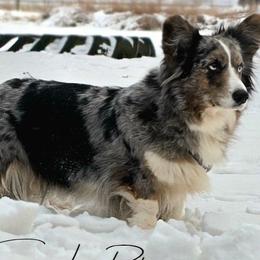 Luna - Cardigan Welsh Corgi
